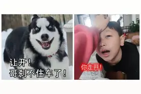 儿子，你怕不是一条狗吧？闺女跟儿子就如同边牧跟二哈图片