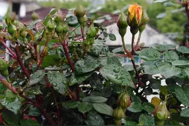汉中雨后玫瑰争芳斗艳，美美哒！图片