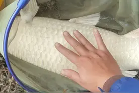 顺德钓鱼人河道钓起罕见白鲤，鳞片雪白近10斤，其实是条鲫鱼？图片