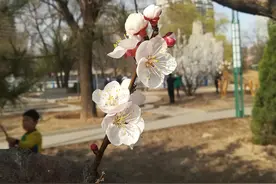 花开了，你来了图片