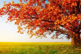 半斤八两，用英语翻译的话，通常不涉及具体的数字图片