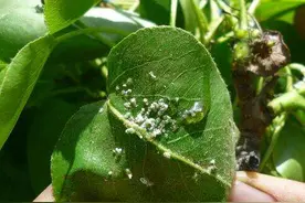 梨园梨木虱的田间症状诊断与防治实用技术图片