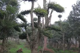 柞木，真正的材用树种，它与柘木有无区别呢图片