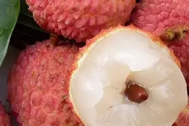 广西灵山县荔枝品种众多，但有两种你不一定吃过，已濒临绝迹图片