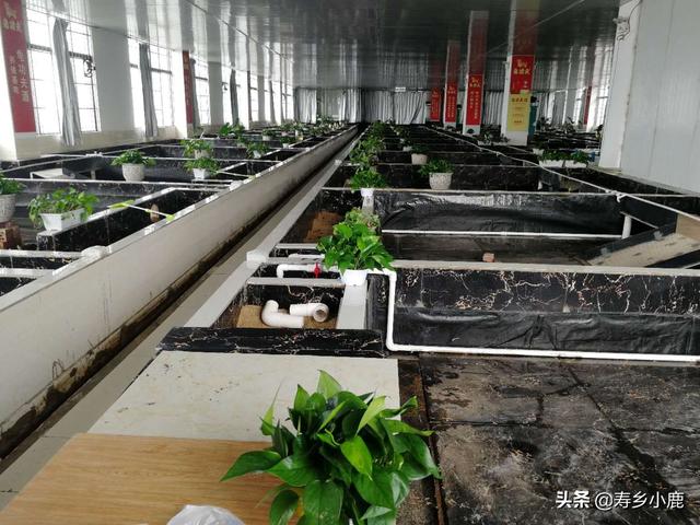 建造安布闭壳龟种龟池,需要知道的五个基本点