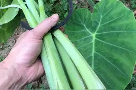 让北方人想不明白的是，南方人怎么连这种植物都吃？听到都喉咙痒图片