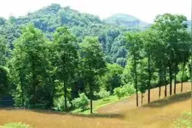 柯道士身世之谜浅析图片