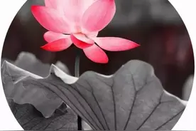 八首最美禅诗，读到即是悟道图片