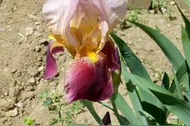 庭院里鸢尾花开图片