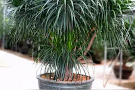 龙血树可是稀罕树，叶子一丛丛十分漂亮，冬天想养好，还需这样做图片