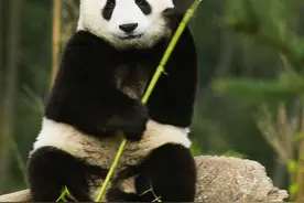 一张图带你了解这些国家一级保护动物图片