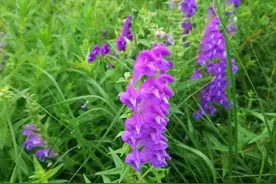 【FENG闻】创森 | 谁说夏天没有花 带你去莲花池看花图片