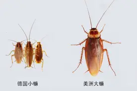 “小强”打不死？看我家庭防“螂”术图片