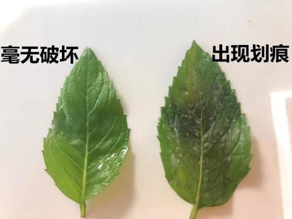 去粉刺毛囊炎痤疮鸡皮身体乳