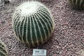 分享下下一步目标股及目标价（一）图片