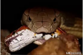 眼镜王蛇大战眼镜王蛇，都是食用蛇类的同类，会发生怎样的碰撞？图片