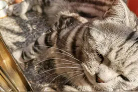 这个过年不出门！家有萌猫待围观《春节日记》图片
