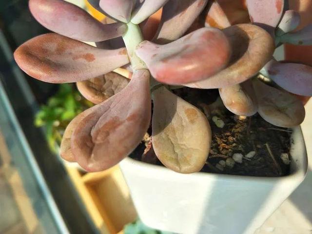多肉叶子又皱又小?水里泡10分钟,很快吸水秒变胖!