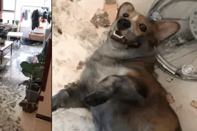 十个心梗猫狗拆家现场！看你能忍到第几个？图片
