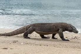 科莫多巨蜥并不厉害，只是国外媒体炒作夸大的？真相究竟是什么？图片