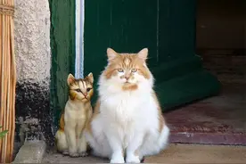 ​收养的橘猫活到31岁，相当于人类150岁，主人说出长寿秘诀图片