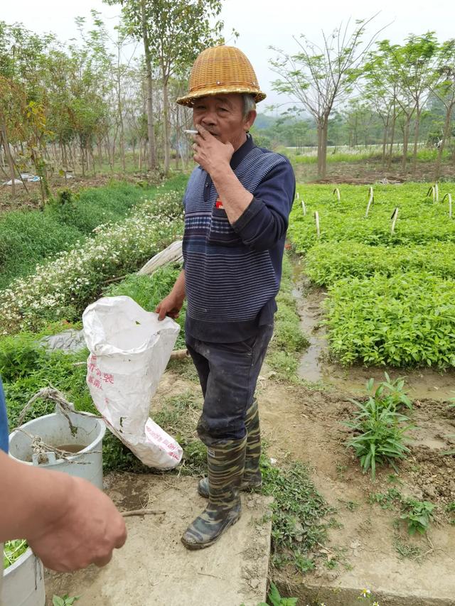 从入侵到暴发,华南地区的人蚁之战