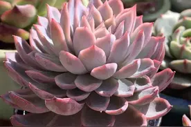 每一颗多肉都是独一无二的，所有的美好都值得纪念图片