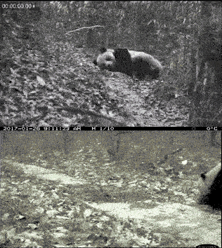 熊猫喜欢在粪便中打滚！但这种怪异的癖好真的很有用图片