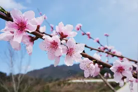 汉阴蒲溪镇盘龙桃花旅游周活动启动图片
