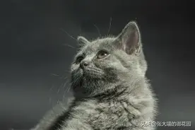 除了猫草，还有哪些植物铲屎官可以放心种？猫咪植物中毒怎么办？图片