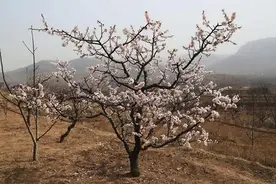 种植大杏扁整形修剪技术，综合管理方式，保证丰产稳产目的图片