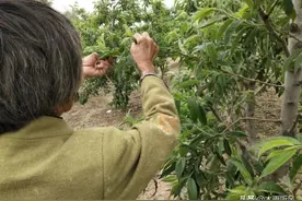 掌握果树管理的小技巧，果树开花坐果多，更容易获得高产？图片