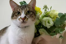 女子凌晨3点被猫咪叫醒，正准备发火，望向窗外后却很感激喵了图片