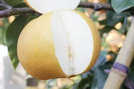 秋季，这5种碱性水果遇到别手软，价格低水分足，囤上一点好解馋图片