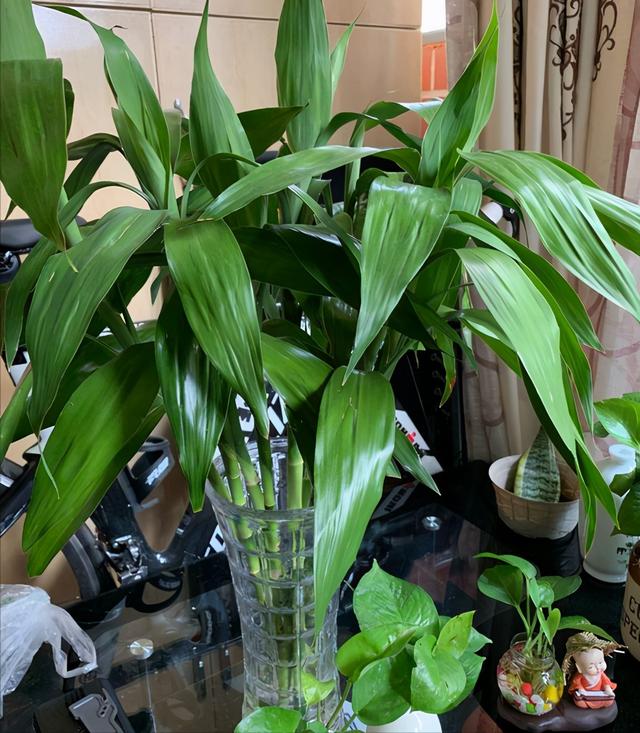 富贵竹这样养，四季绿油油，长到2米高，开花“又仙又香”