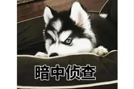 一招解决狗狗皮肤病——真菌感染图片