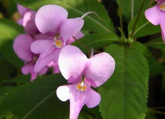 涂甲油胶花型 2025年涂甲油胶花型怎么涂