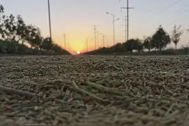 南阳市人的代指（互指）逻辑关系解析图片