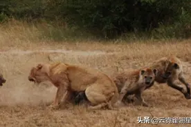 狮子是草原之王？碰上这两种动物也头疼，连上前战斗都不敢图片