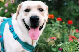 饲养拉布拉多时，5大禁忌不能触犯图片