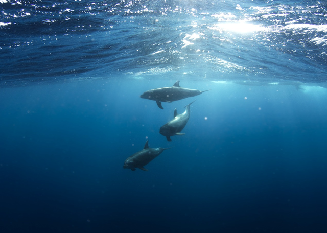 英读廊——能够用肺呼吸的海豚和鲸鱼为什么不能生活在陆地上？