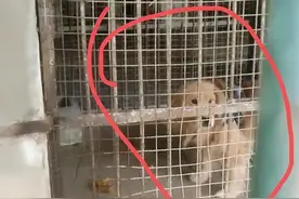 男子花60元去动物园看非洲狮，结果笼子里关了只金毛！最新回应图片