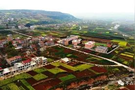 蓝田油菜花已盛开，最主要的是免费的！图片