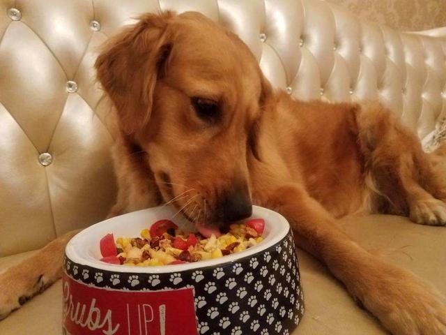 有这些症状的狗狗，可能要补充微量元素了