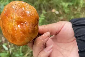 长春采蘑菇的好地方大顶山，四个人的收获图片