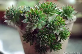 11月养观音莲，了解掌握3个要点，窜侧芽上色美，长成群生老桩图片