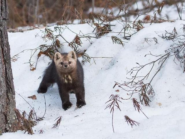 野生紫貂再现延边,雪中卖萌超可爱,背后故事更暖心