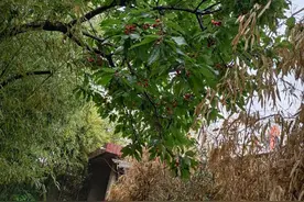 我家小院的樱桃熟了，院子没有外边通风，我看还不错，您看怎样？图片