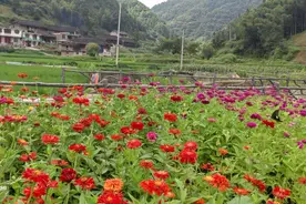 贵州三都水族自治县产蛋崖风景区盛开的“百日花”成了网红打卡地图片