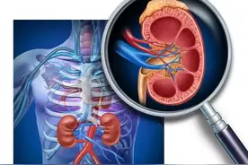 我们的肾内部原来长这样，一文解释为何每天最好8杯水图片